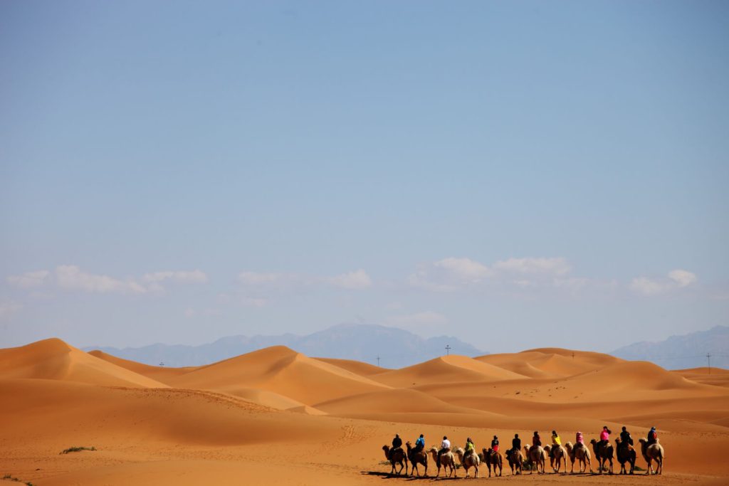 Dessert Safari