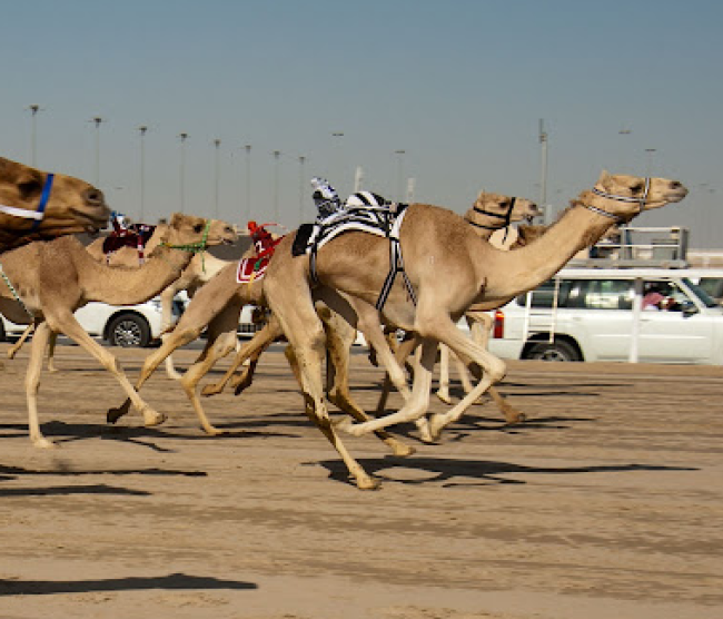 Camel Racing