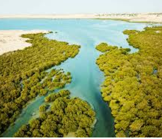 Al Thakira Mangroves Forest