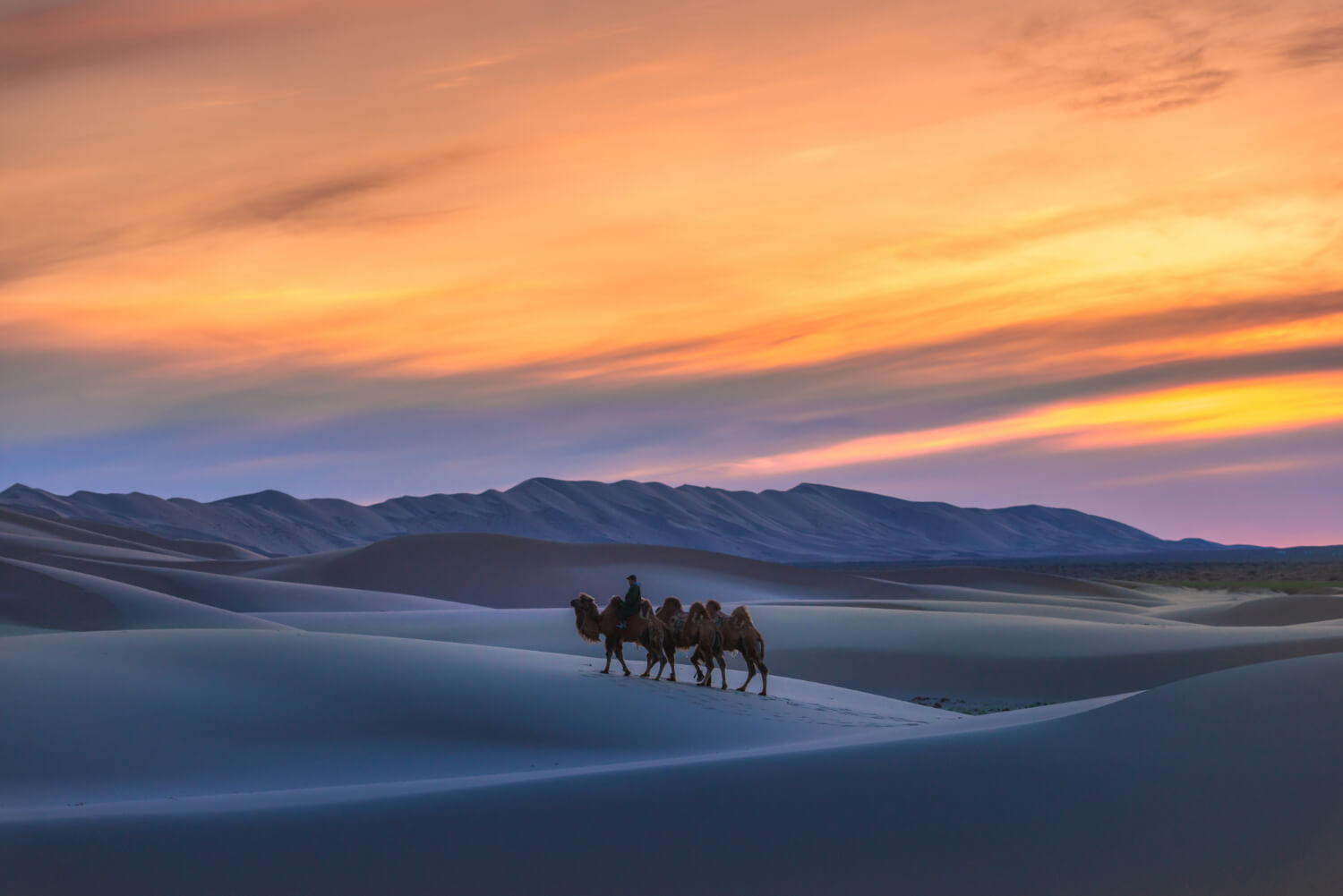 Dessert Safari