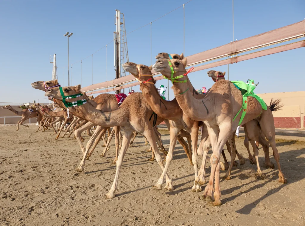 Camel Racing-4 Hrs