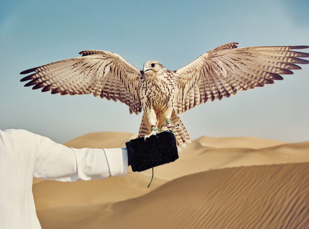 falcon training in the desert