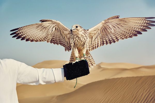 Doha Desert Safari Tour – Dune Bashing, Quad Bike, Camel Ride & Inland Sea