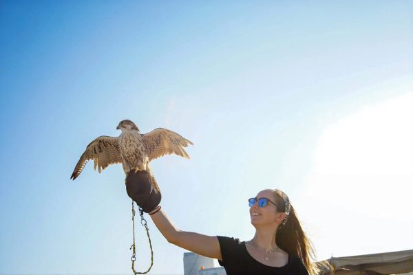 Falcon Activity Experience in Doha