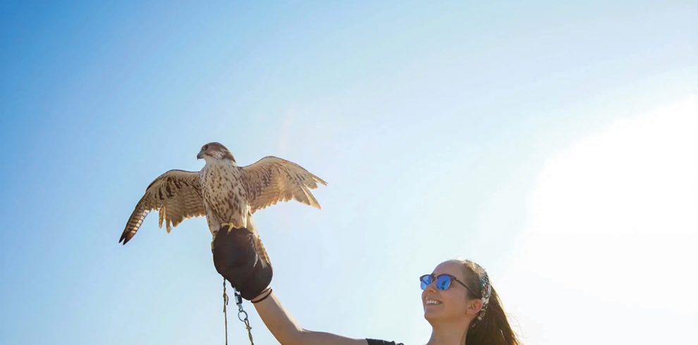 Falcon Activity