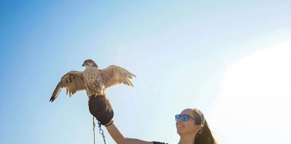 Falcon Activity