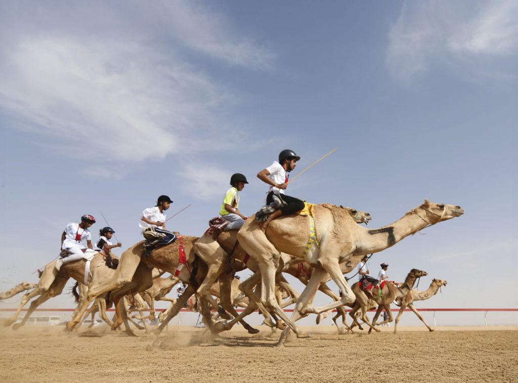camel racing