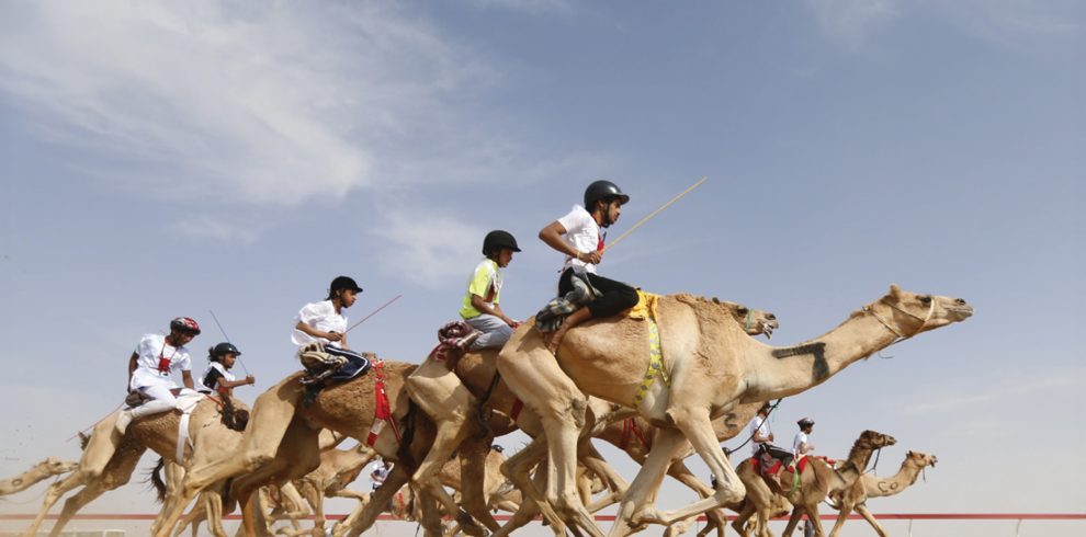camel racing