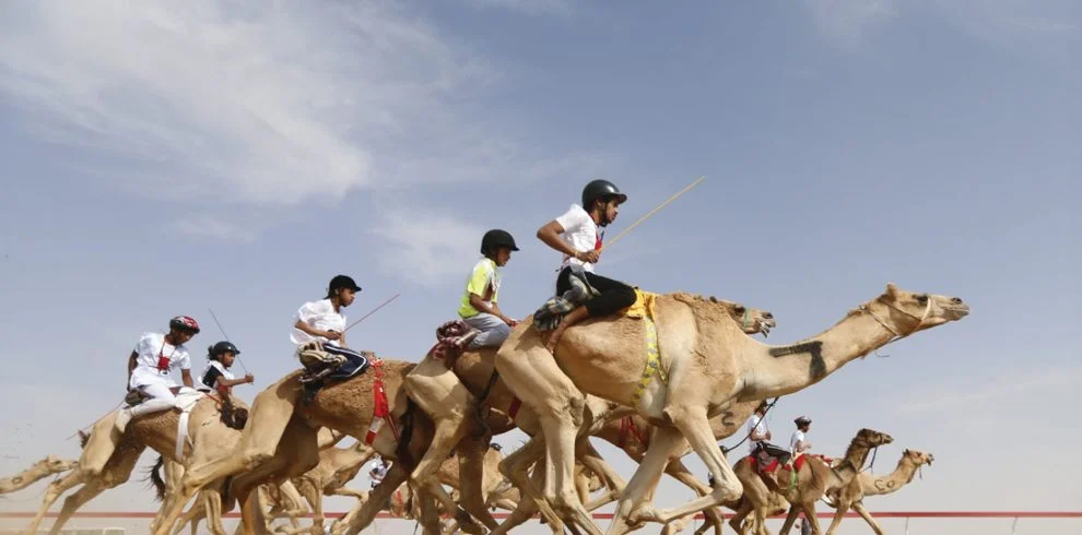 camel racing at Al Shahaniya racetrack in Qatar, a cultural sport with trained camels and local excitement.