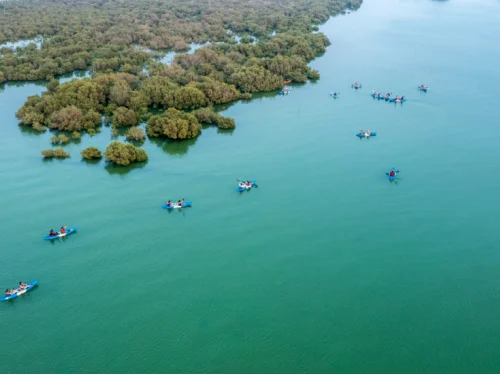 Kayakers paddling through the lush green Al Thakira Mangroves in Qatar, surrounded by calm waters and birdlife.