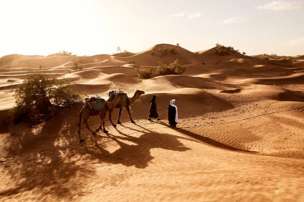 Qatar Desert Safari from Doha: 4×4 Adventure & Majlis Setup