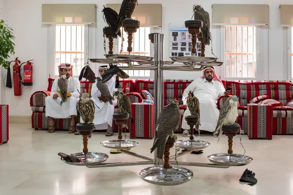 Falcon Activity Experience in Doha