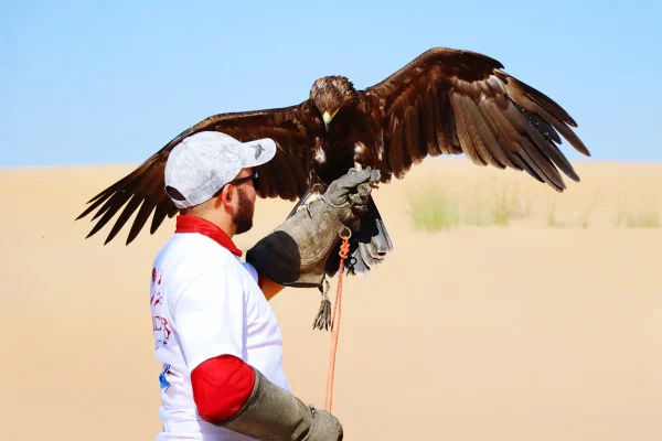Falcon Activity Experience in Doha