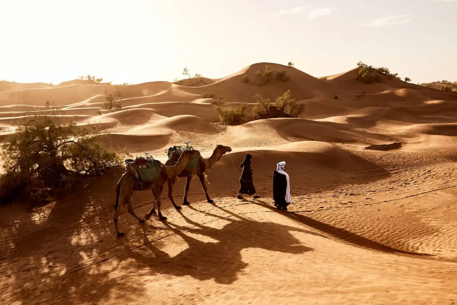 Tourists with camels walking across golden sand dunes during a desert safari in Qatar.
