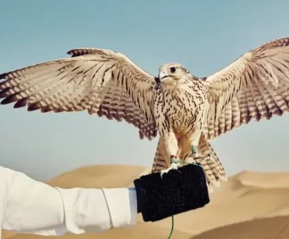 Activities in Qatar