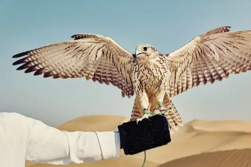 Activities in Qatar