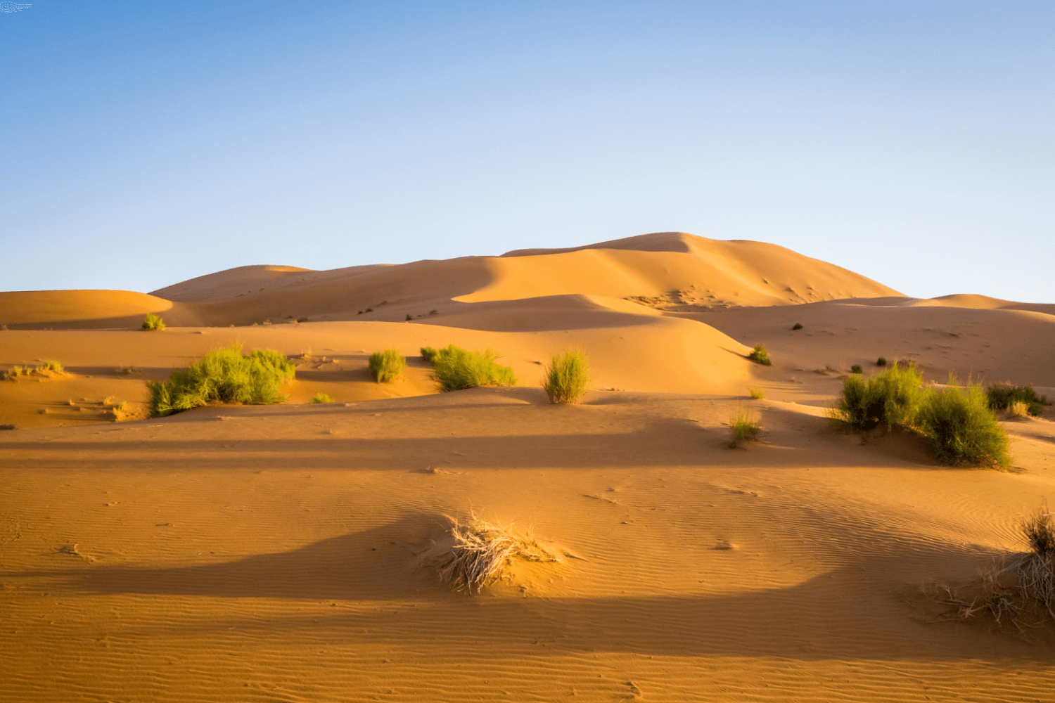 Al Jumayliya Desert Landscape