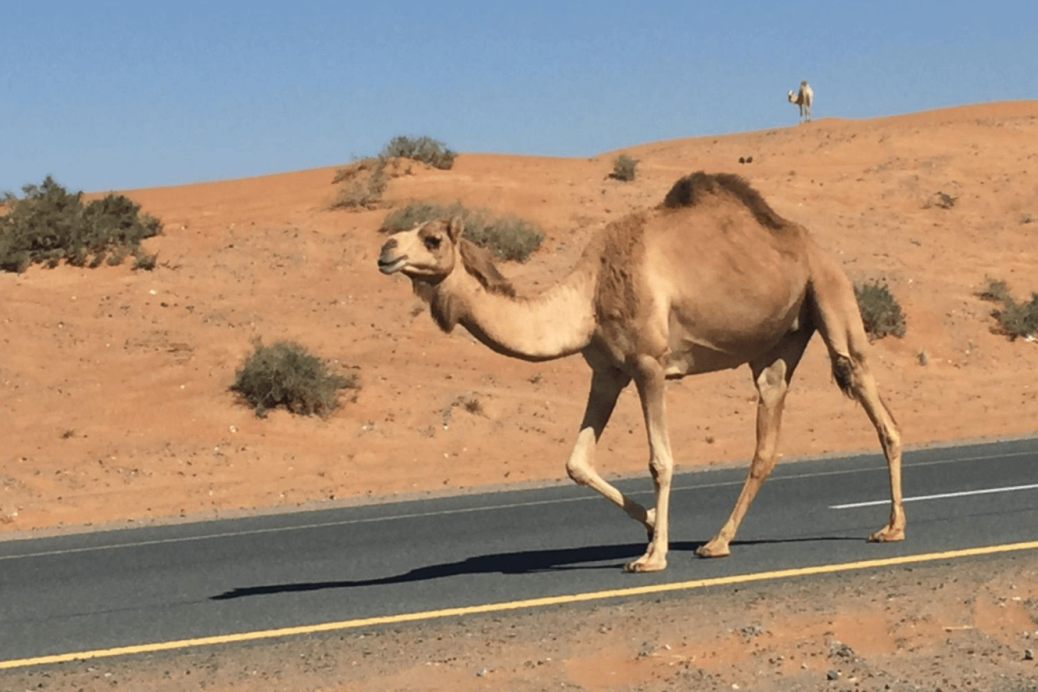 Al Shahaniya Camel Racing Track