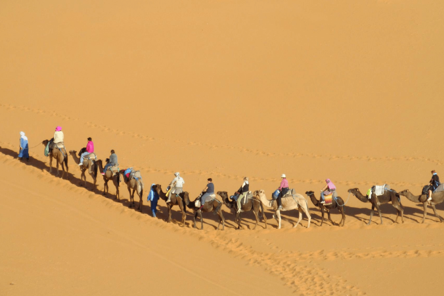 Camel Racing Tracks