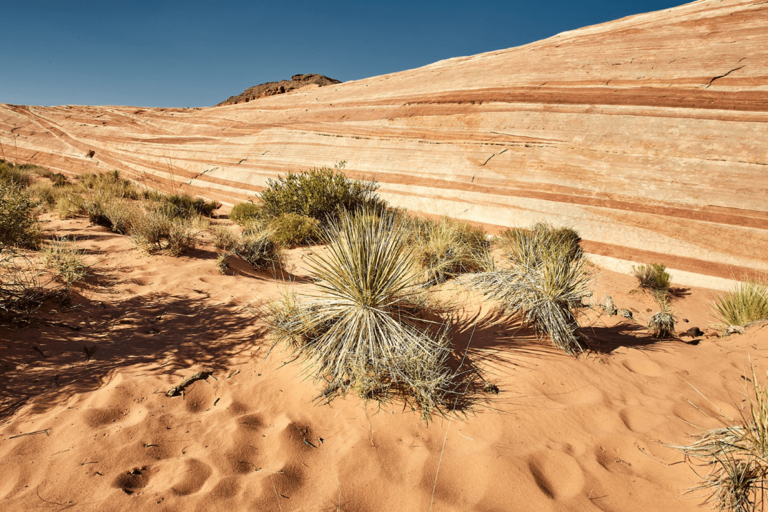 Desert Surroundings near Umm Salal